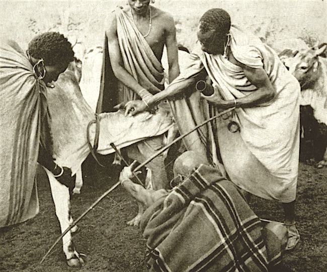 Masai Drawing Blood from a Cow's Neck with a Miniature Arrow. webAfriqa - Semantic Africa Masai Drawing Blood from a Cow's Neck with a Miniature Arrow.